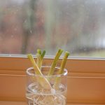 tuesday tip – green onions forever