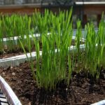 grow your name with wheatgrass
