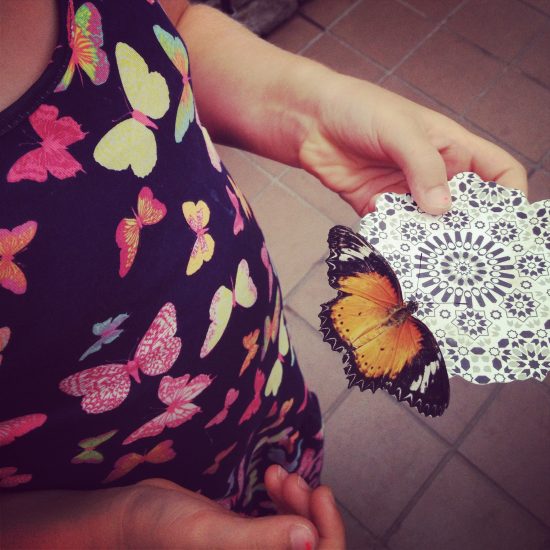 butterflies7