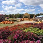 Blooms and Berries Fall Fest in Loveland Ohio