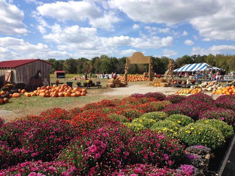Blooms and Berries Fall Fest in Loveland Ohio A Bird and a Bean