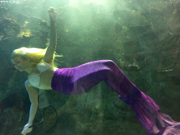 World Famous Weeki Wachee Mermaids at The Newport Aquarium - A Bird and ...
