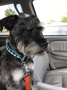 S.M.A.R.T. Dog School is GENIUS